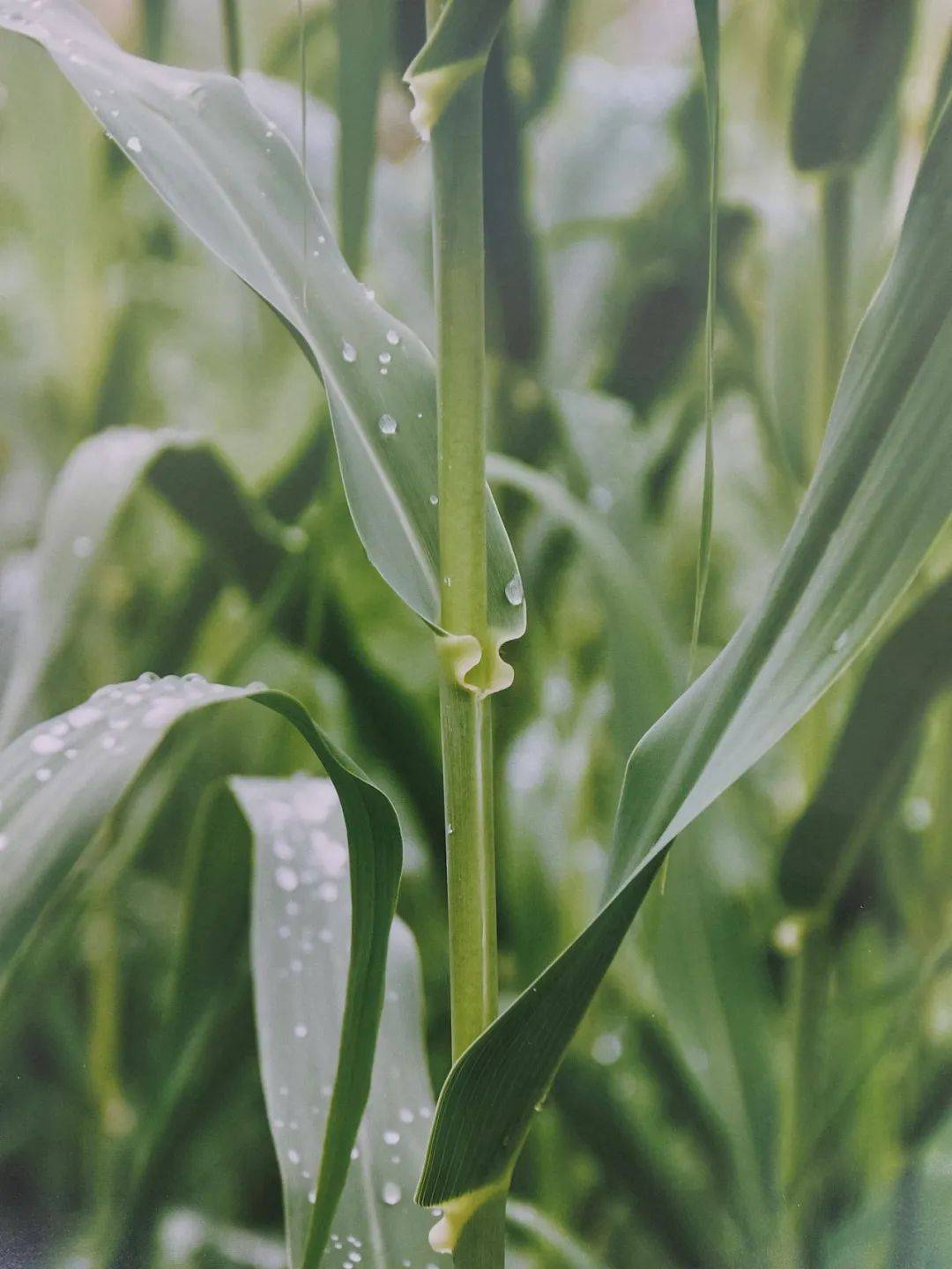 以草代木、天然抗菌、可自然降解，新鄉化纖開創新的&ldquo;傳奇&rdquo;&mdash;&mdash;菌草纖維 