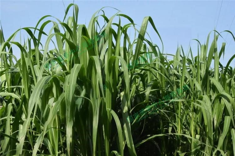 以草代木、天然抗菌、可自然降解，新鄉化纖開創新的&ldquo;傳奇&rdquo;&mdash;&mdash;菌草纖維 